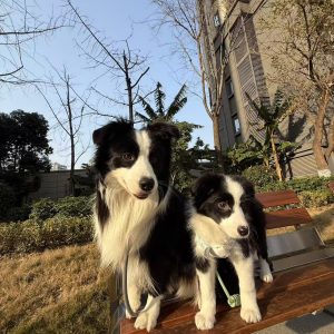 Pet Blessing
